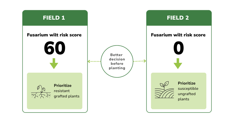 Comparison of Fusarium wilt risk scores in two watermelon fields guiding resistant rootstock placement