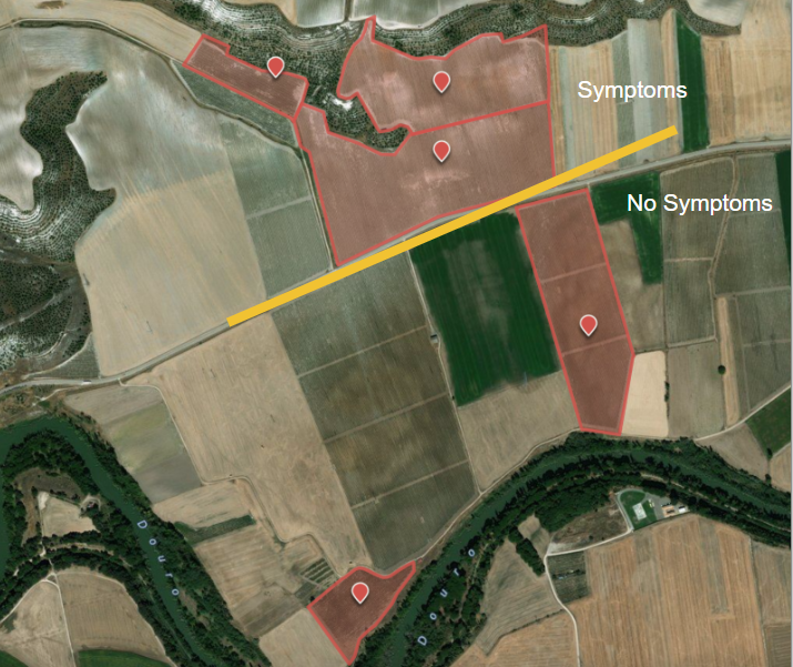 Map showing a vineyard area with disease symptoms