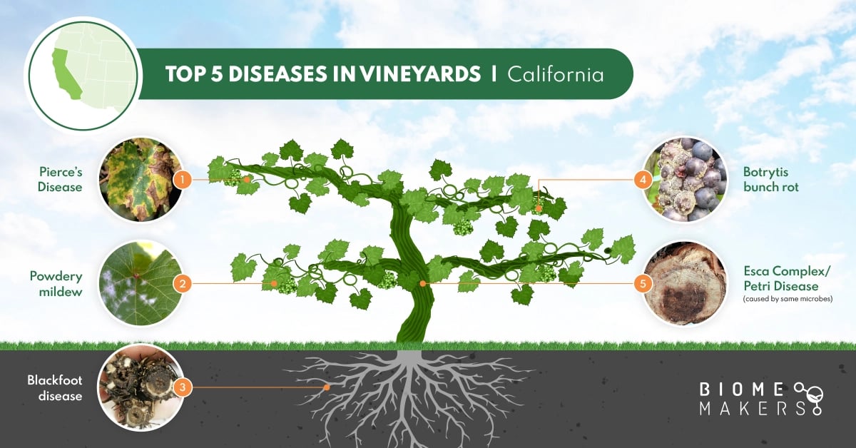 Top 5 diseases in vineyards in US