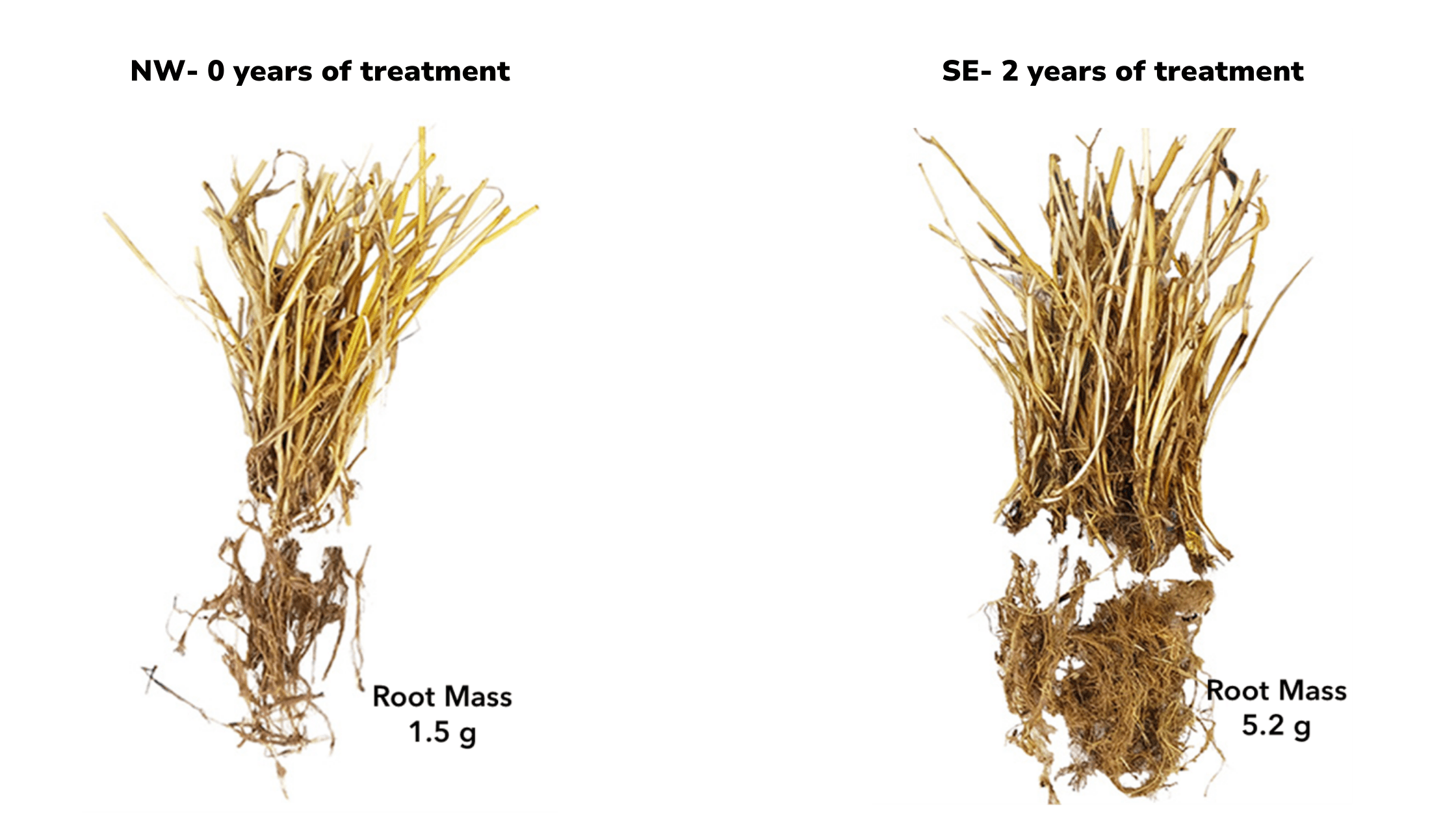 comparación de la raíz luego de 2 años de tratamiento