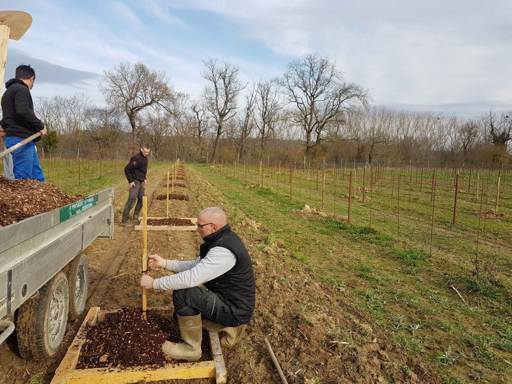 Analyzing the impact of agroforestry on the soil in vineyards 2