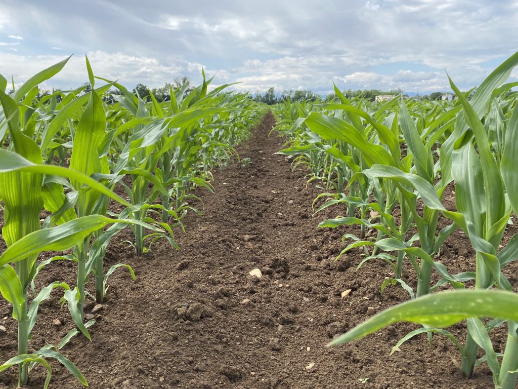 Matching maize and soil microbiome to boost seed production