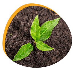 Dimensions of soil health: Soil and plant
