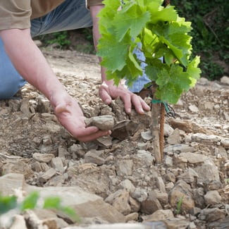 Vineyard Soil