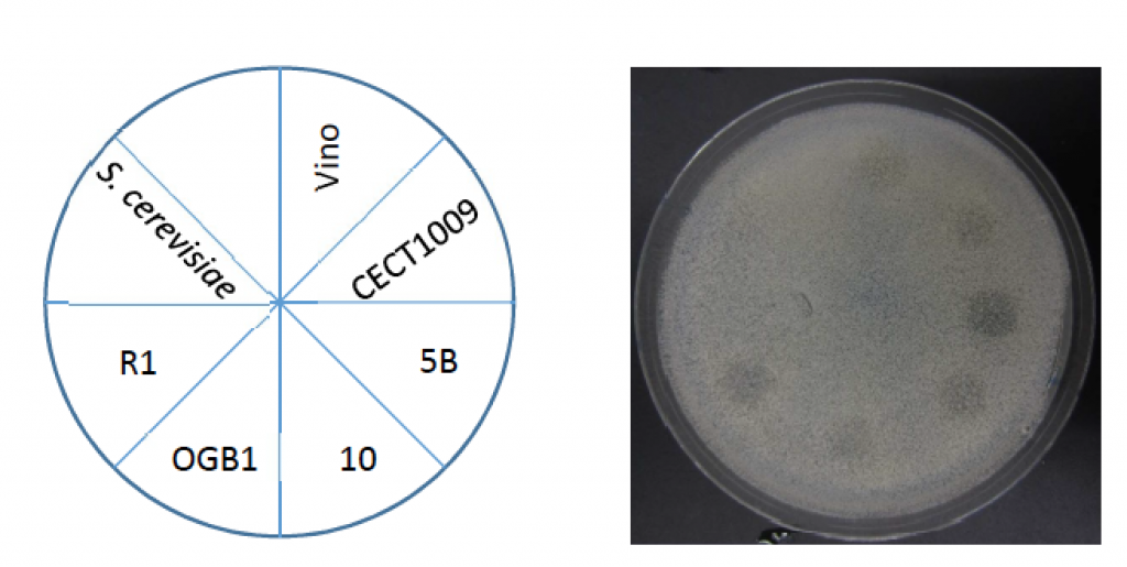 Left-Drop tests experimental design on petri plate culture. Right - Inhibition areas caused after supernatant extract application.