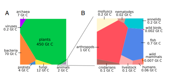 Biomass Distribution