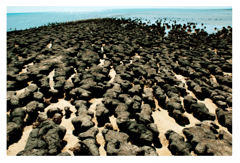 Stromatolites West Australia