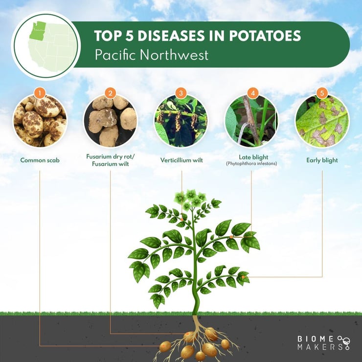 Top Diseases Potatoes US