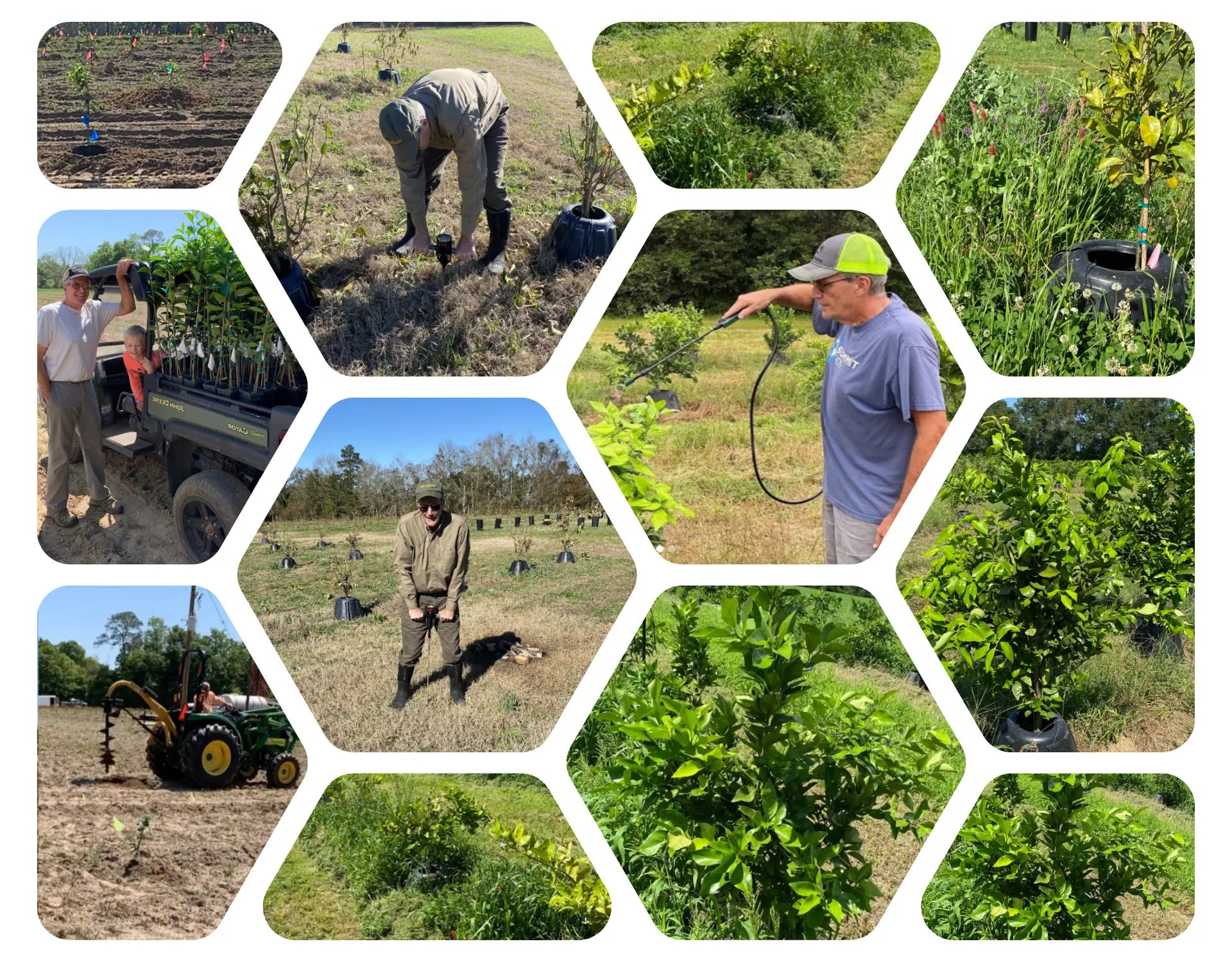 How DNA Soil Testing Can Enhance Citrus Farming1