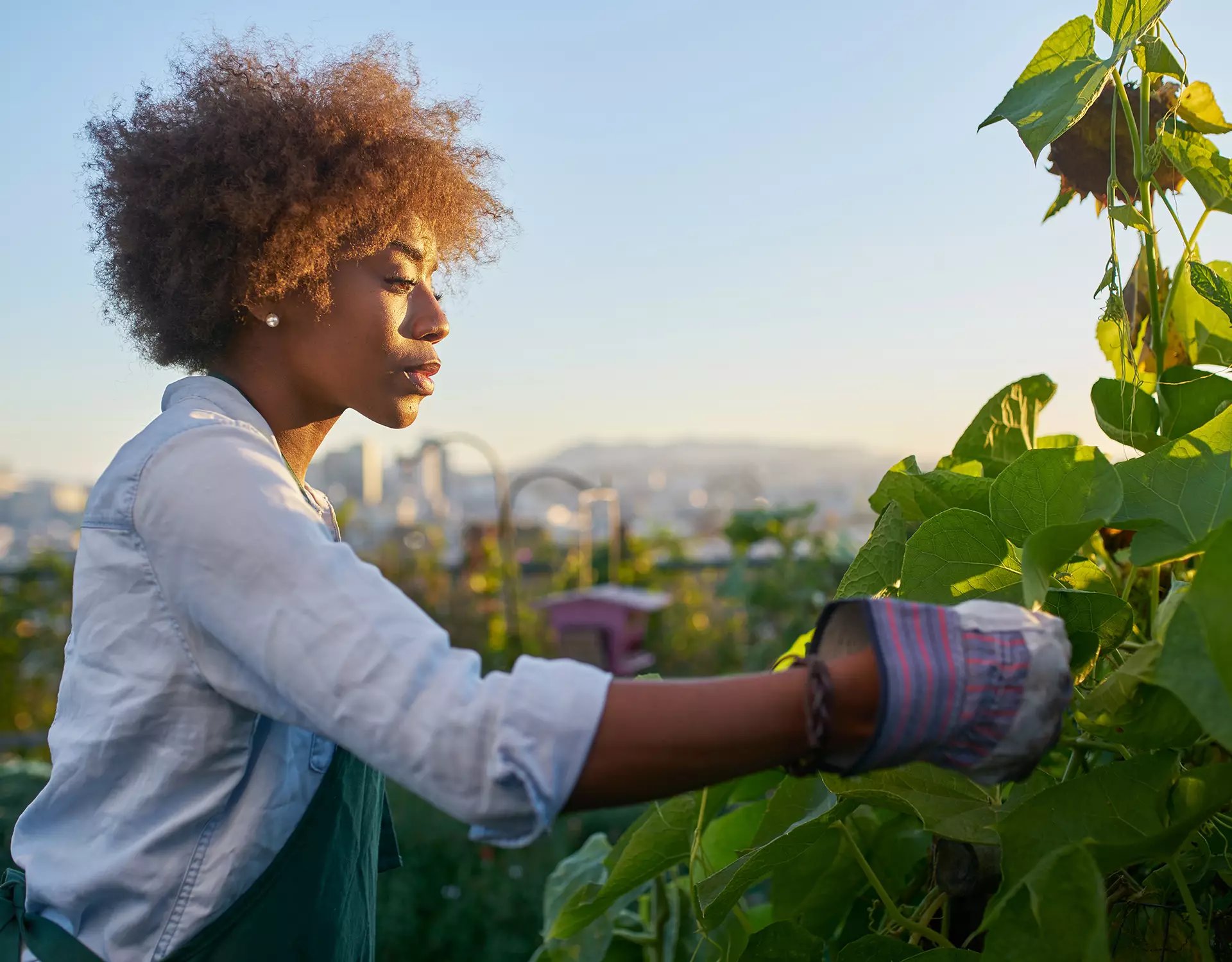 Grower in the field copy