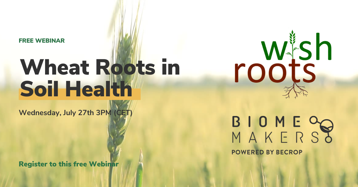 Wheat Roots in Soil Health