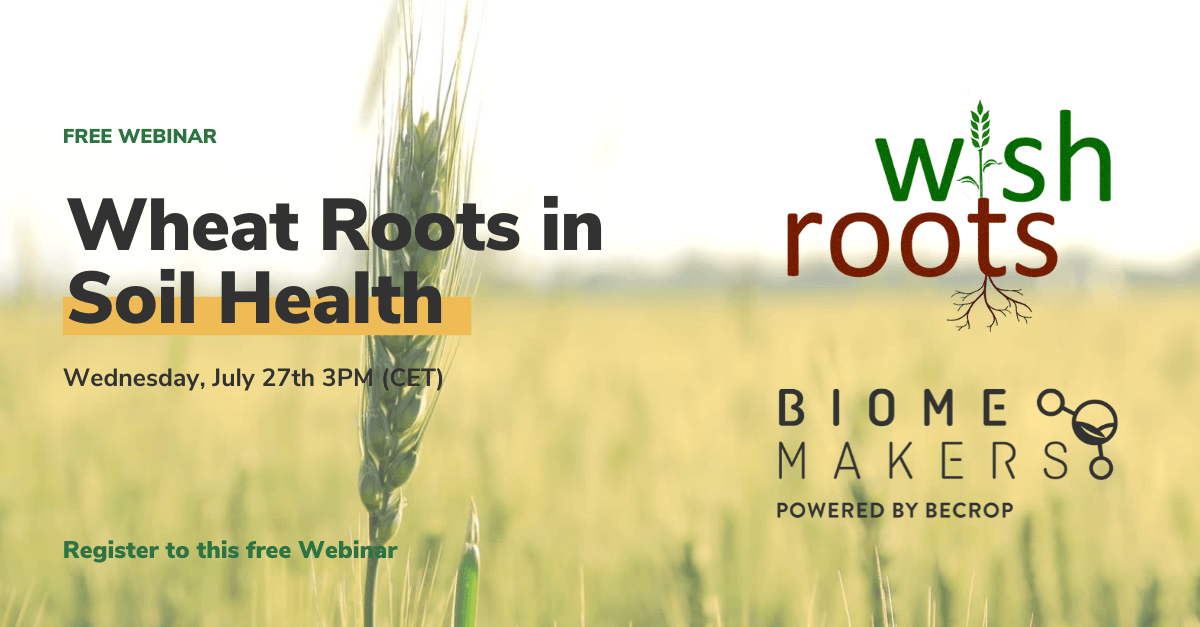 Wheat Roots in Soil Health