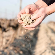 Definir el perfil microbiano del suelo en los viñedos y conocer su influencia.