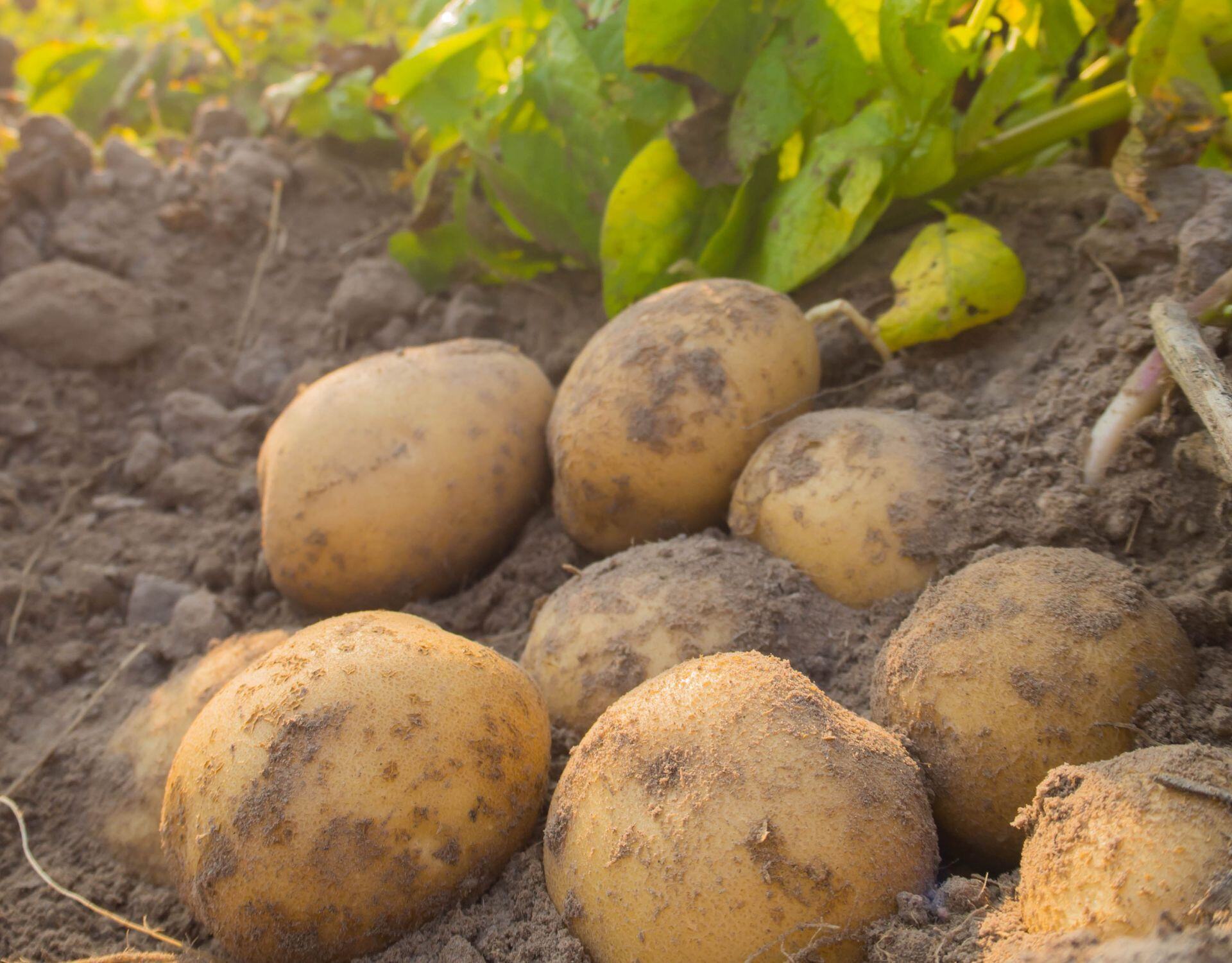 Potato Diseases in Pacific Northwest
