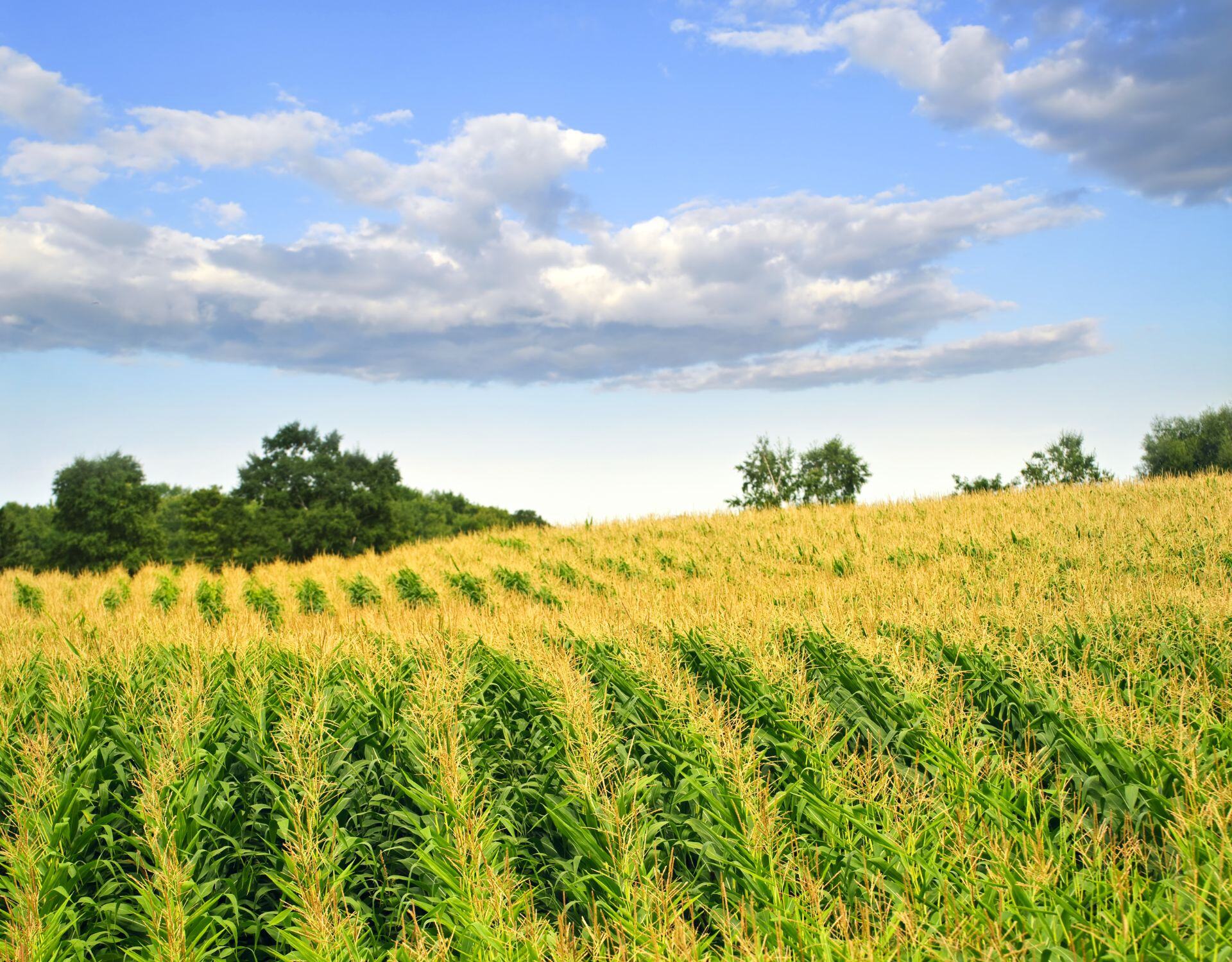 Navigating Supply Chain Resilience in Agriculture