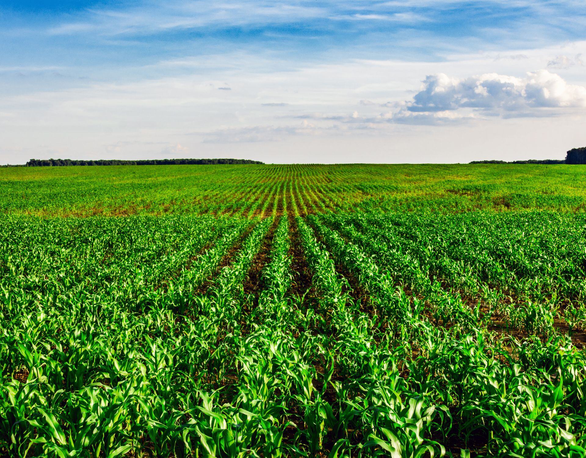 Corn Crops Field