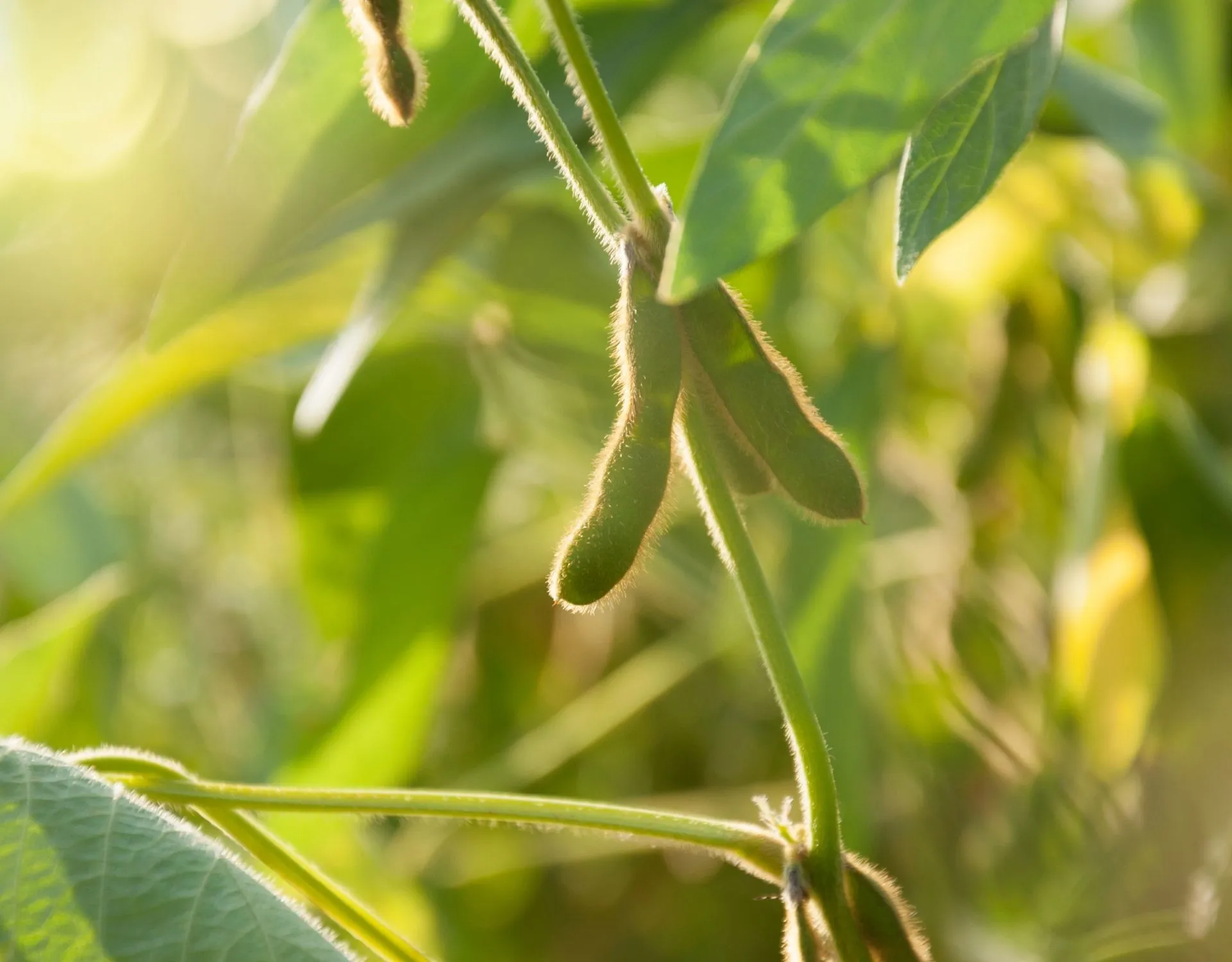 Top Diseases for Soybean in the Midwest USA
