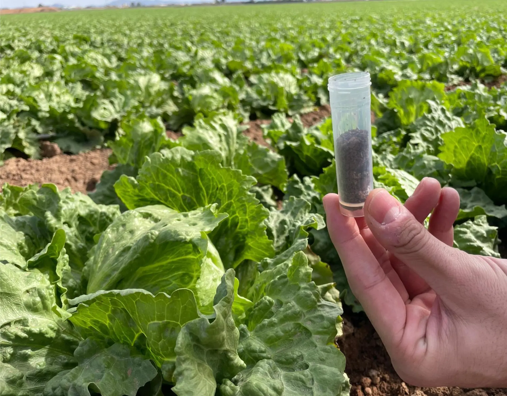 Collecting soil sample for testing soil health in a lettuce field