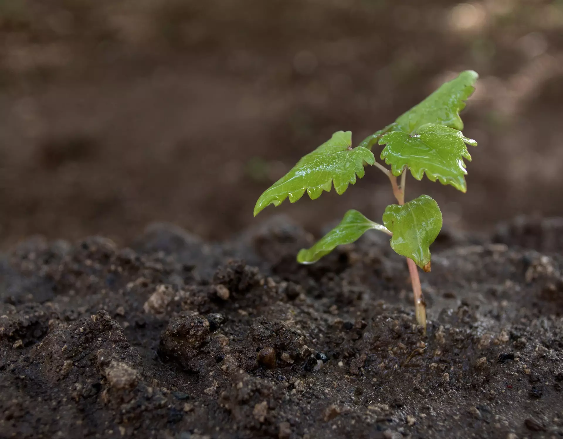 El microbioma del suelo y su impacto en la nutrición de las plantas