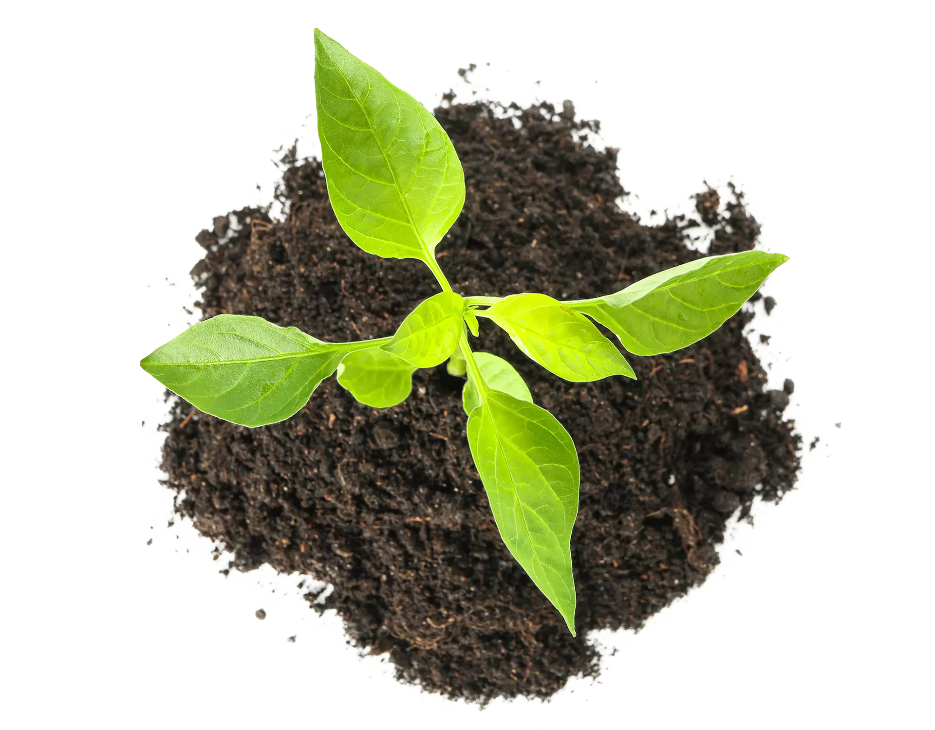 set-of-saplings-seedlings-in-black-soil-isolated-o-2021-09-02-22-19-49-utc copy