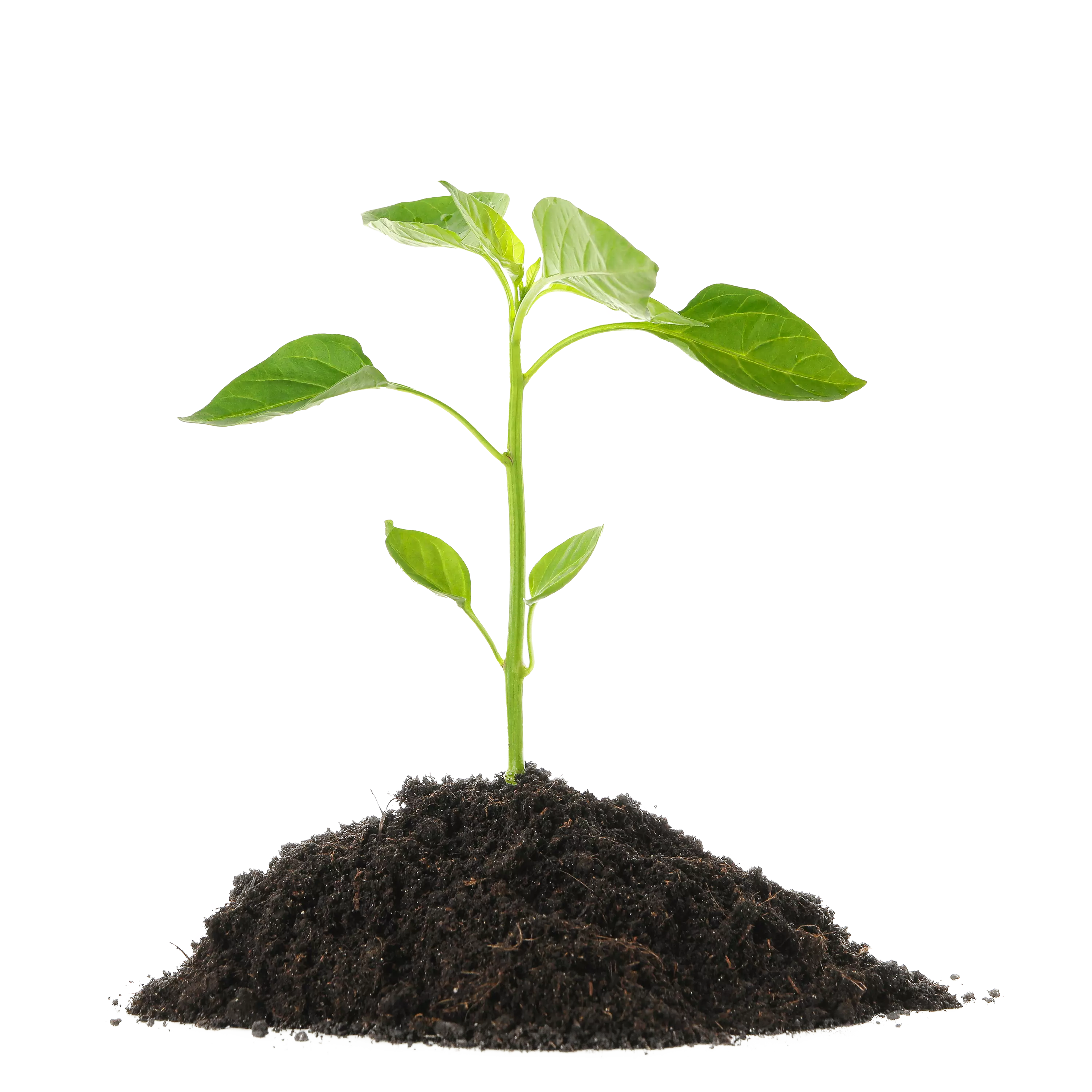 set-of-saplings-seedlings-in-black-soil-isolated-o-2021-09-02-22-19-49-utc v2 copy