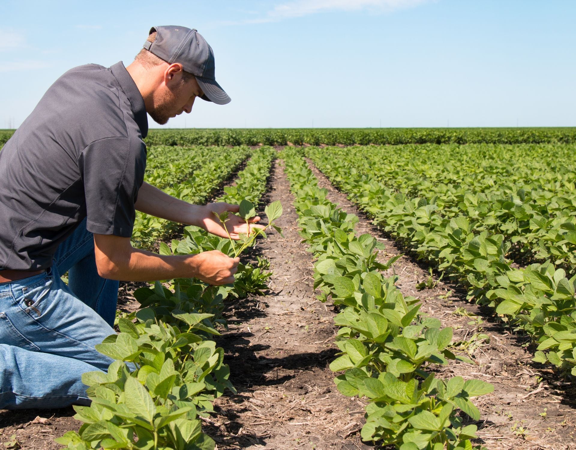 Agronomist Using a Tablet in an Agricultural Field