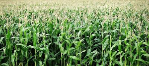 el impacto de los pesticidas y fertilizantes sintéticos en el maíz y la soja