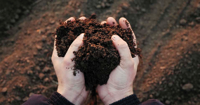 Usa el microbioma del suelo para mejorar tu suelo
