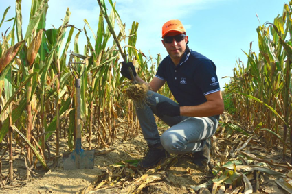 Combinar el maíz y el microbioma del suelo para aumentar la producción de semillas
