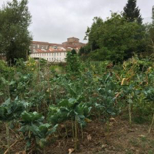 Universidad de Santiago de Compostela, actuará para recuperar la salud del suelo a través del proyecto "la salud del suelo en la agricultura urbana".
